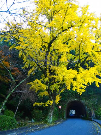 耶馬渓　紅葉・青の洞門～御霊もみじ～競秀峰