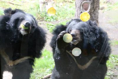 夢叶った北海道レッサーパンダ遠征（円山動物園）（４）その他の動物たち：こども動物園・アジアゾーンの仲間たちとホッキョクグマ～食事タイムのヒマラヤグマ・もうすぐお嫁に行くマレーバクのワカバちゃん・楽しそうに遊んでいたホッキョクグマのリラちゃん