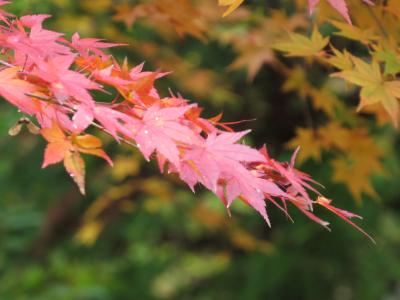 翆明湖・なかやちよの森へ