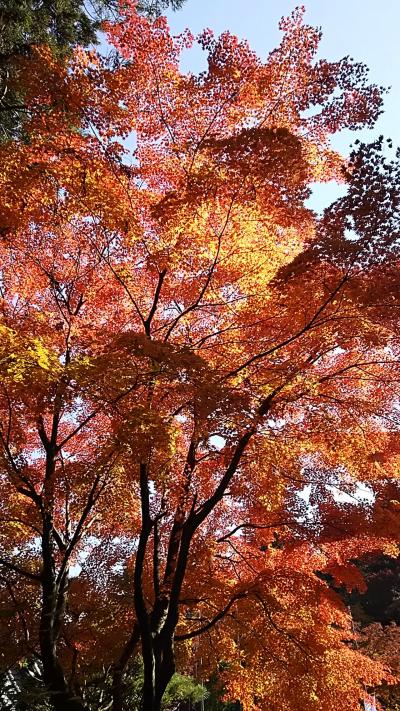 紅葉を見に長瀞へ