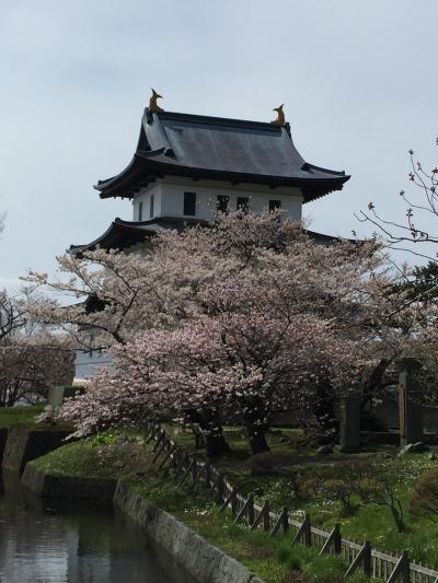 松前に花見へ