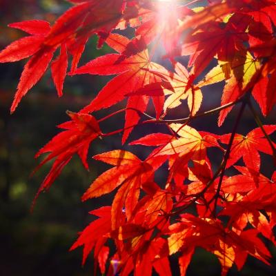 ランチと紅葉狩り