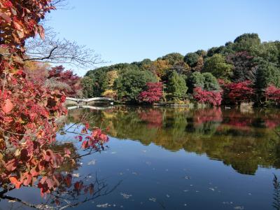 薬師池公園の紅葉