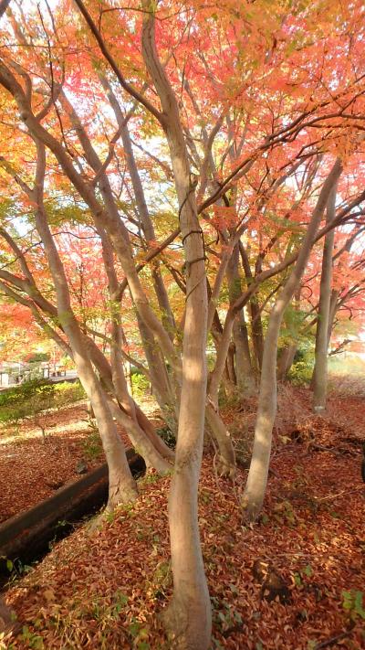 2016年版・岡山大学の紅葉（位置情報つき）