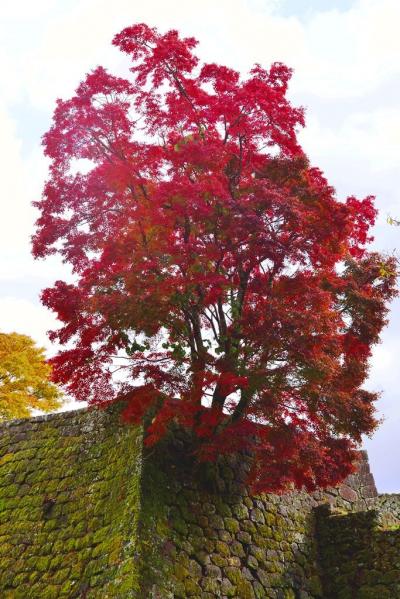 岡城の紅葉2016後半の部