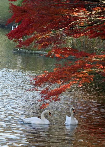 野鳥撮影記録（２０１６年１１月その６）外ればかり