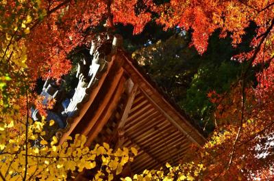 2016紅葉（4） 源朝長の菩提寺・円興寺