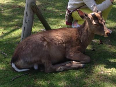 関西旅行2014③ 鹿とたわむれる