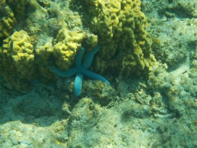 沖縄の海に魅せられて。。。３泊４日沖縄1人旅Vo.２．　今日はボートシュノーケルで慶良間の海を泳ぎまくります。