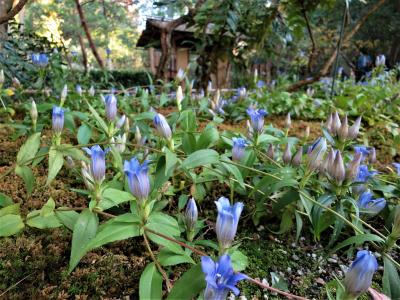 鎌倉に笹リンドウを見に行く（円覚寺、東慶寺、明月院、海蔵寺など）