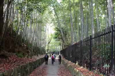 紅葉を愛で京の筍の産地、竹の径から唐戸越えを歩く