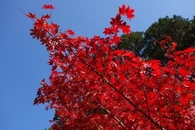 一乗寺エリアで早めの紅葉を楽しむ。