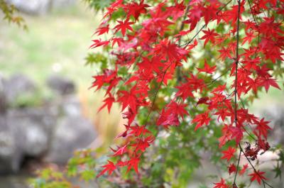 琵琶湖畔で紅葉と芸術と食欲の秋満喫 ①