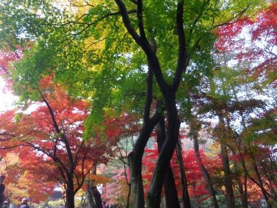 武蔵野散歩・ゆく秋をあじわう