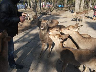 四国グルメぐり　４・５食目