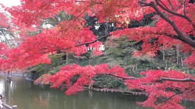 岡崎　東公園の紅葉が見ごろでした