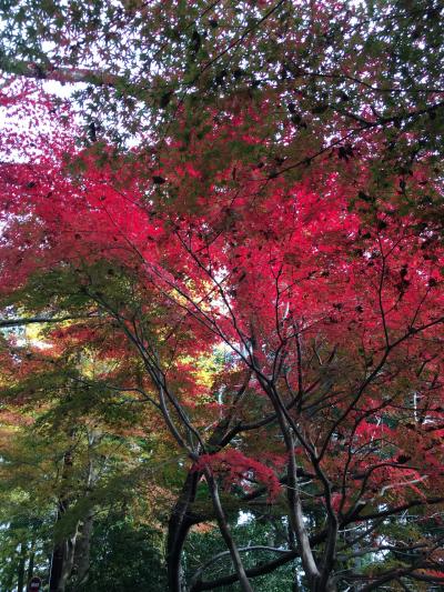 高尾山へ紅葉を見に行きました