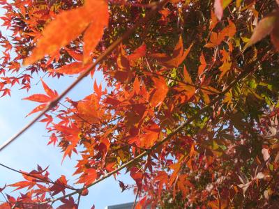 都内の紅葉スポット巡り第二弾　旧芝離宮恩賜庭園・殿ヶ谷戸庭園・お鷹の道・真姿の池＆湧水群・国分寺を散策