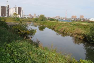 2016秋、平針古城の伝承地(6/8)：平針(第一)古城の伝承地、神田(じんでん)公園の周辺