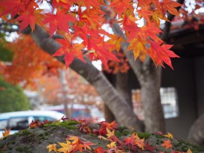 そうだ！日光へ行こう！紅葉とマイナスイオンの旅～