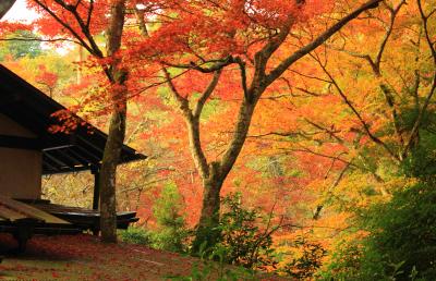 紅葉の広島、山口の旅♪ 紅葉も最高潮の紅葉谷から弥山登山＆厳島神社♪