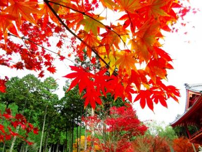 紅葉を訪ねて2016③～丹波古刹・高山寺と長安寺