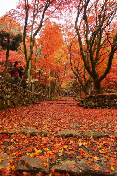 真紅の絨毯を敷き詰めた鶏足寺！こんなレッドカーペット見たことない！！