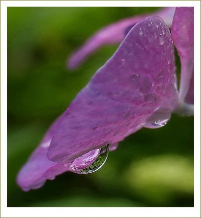 Solitary Journey［1786］梅雨どきを美しく彩る雨に濡れた紫陽花。お地蔵さんも微笑んでいました♪＜花の寺観音寺＞広島市佐伯区