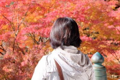 播州清水寺の紅葉＆加西市の網引駅