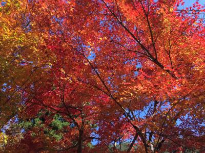 秋の舞鶴　紅葉
