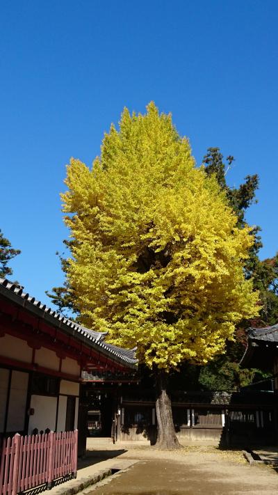 奈良公園あたり紅葉 2016.11