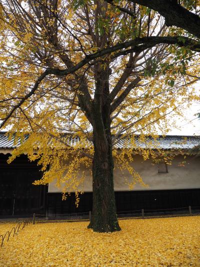 晩秋の京都をてくてく　②二条城と神泉苑