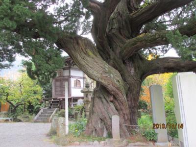 湯河原の１日（２）城願時の栢槇（天然記念物）。