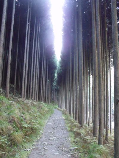 京都比叡山、北山を歩く