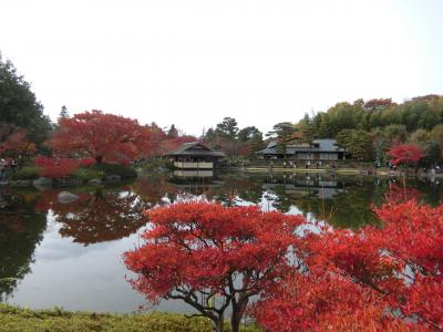 昭和記念公園の黄色紅葉まつり