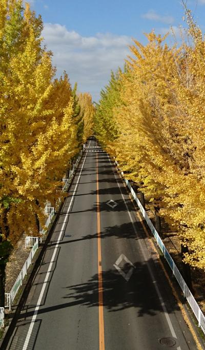 天理の銀杏並木