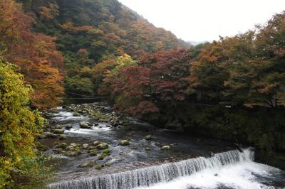 紅葉が箱根の山を駆け下りる（11月21日）