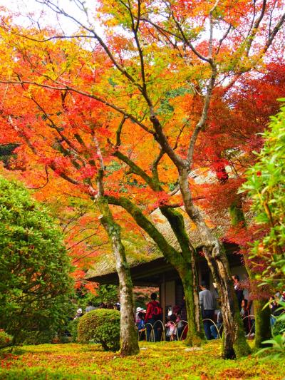 九年庵（くねんあん）　佐賀・紅葉と庭一面に広がる緑の苔のコントラスが鮮やか