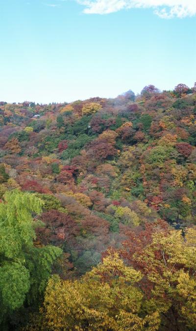 紅葉が箱根の山を駆け下りる（11月22日）