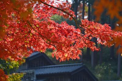 虹の郷で紅葉を見て来ました(1) 2016.11.16