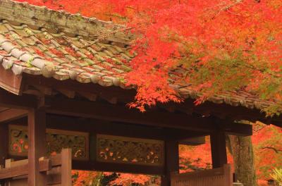 紅葉の広島、山口の旅♪　厳島神社から錦帯橋、再び広島縮景園♪