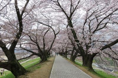 323 八幡背割り桜