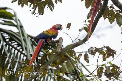 コスタリカ探鳥記９日目から帰国まで（最終編）