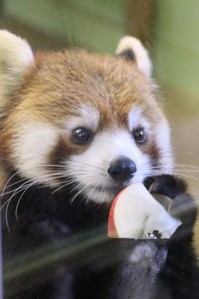 お嫁入りするまいちゃんのお別れ会に出たくて千葉市動物公園へ（２）レッサーパンダ特集：超可愛いメイタくんに夢中！～まいちゃんお嫁入り前の楓太くん一族総勢９頭だけど、クウタ・パパはお休み