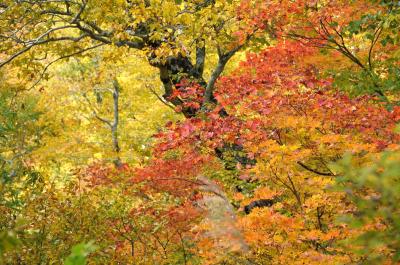 北東北紅葉　５　裏磐梯・那須