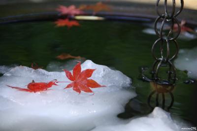 初雪と紅葉を楽しみたくて鎌倉へ