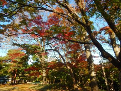 武蔵野２０１５紅葉　殿ヶ谷戸庭園　