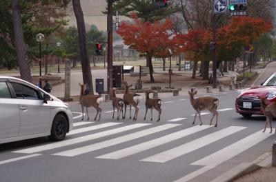 338 シーズンラストの紅葉・奈良公園