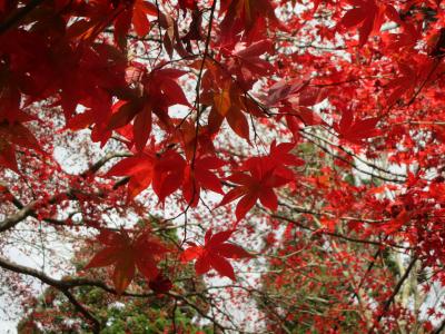 紅葉の大山阿夫利神社、大山寺