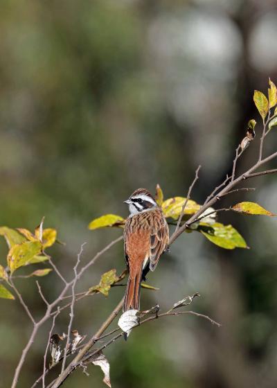 野鳥撮影記録（２０１６年１１月その８）多摩川